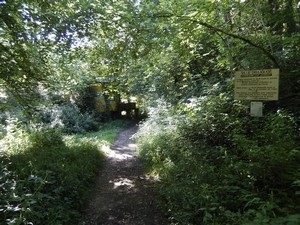 The forest track