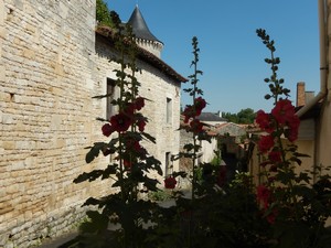 Hollyhocks