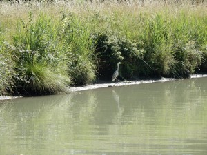 Grey Heron