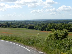 North Downs - poppies