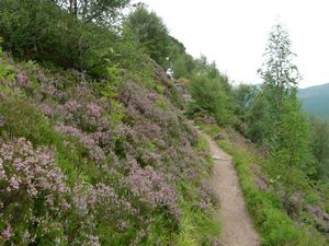 Heather on the hillside