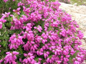 Heather on the way down