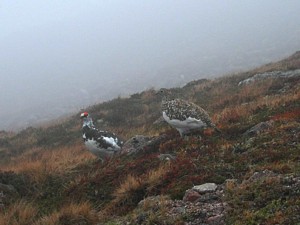 Ptarmigans