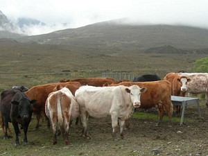 Cows