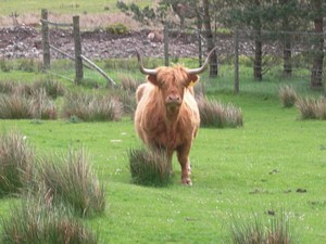 Highland cow