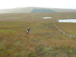 Traversing the grass and bog