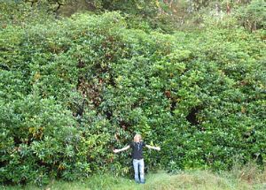 rhododendrons