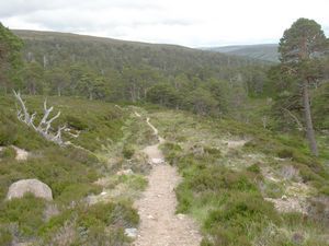 The Glen Derry path approaching the forested bit