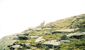 A ptarmigan on the slopes of Stuchd an Lochain