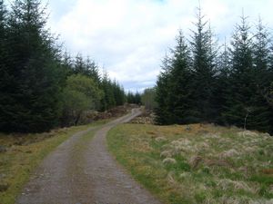 The forestry track