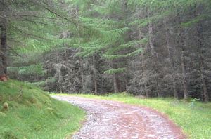 The forest track