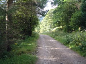 The start of the forestry track