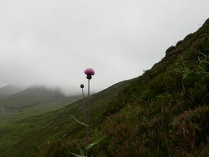 Knapweed on the slopes of Toll Creagach