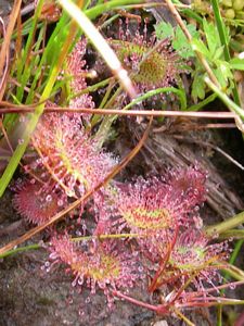 Sundew plant