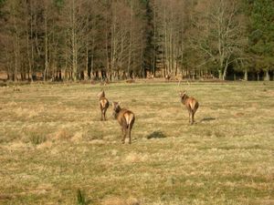 The local red deer offer their opinion