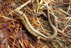 Lizard on Chno Dearg