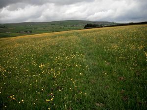 buttercup meadow