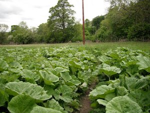 Burdock