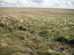 Blenkinsopp Common