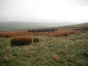 west of Corsenside Common