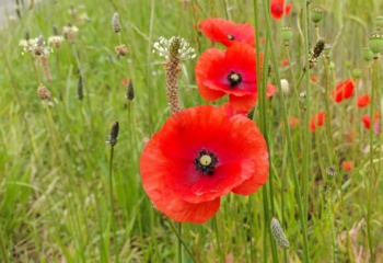 Poppies